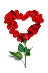 rose, petals, floral
