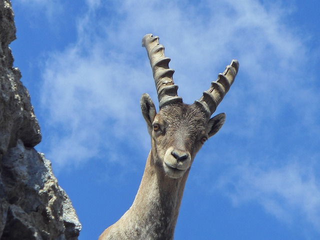 Free Young Curious photo and picture