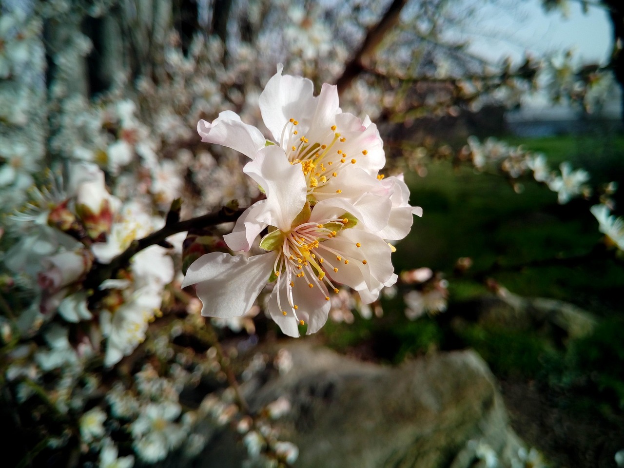 Almendro Árbol Prunus Dulcis - Foto gratis en Pixabay - Pixabay
