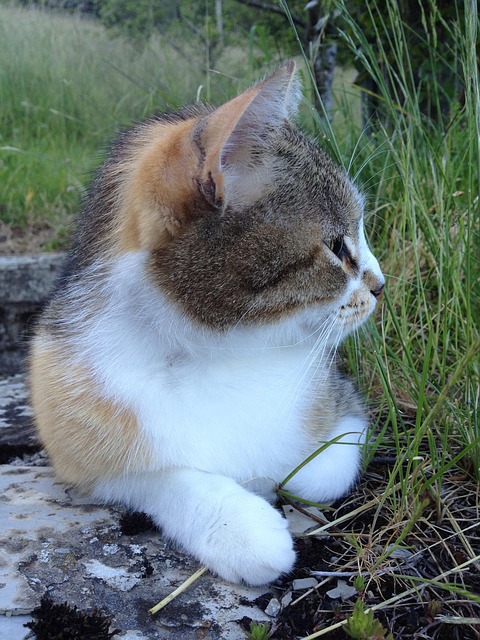 Kat, Profiel, Snuit, Dier, Katten
