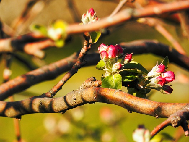 Knoppen, Bloemen, De Lente, Appelboom