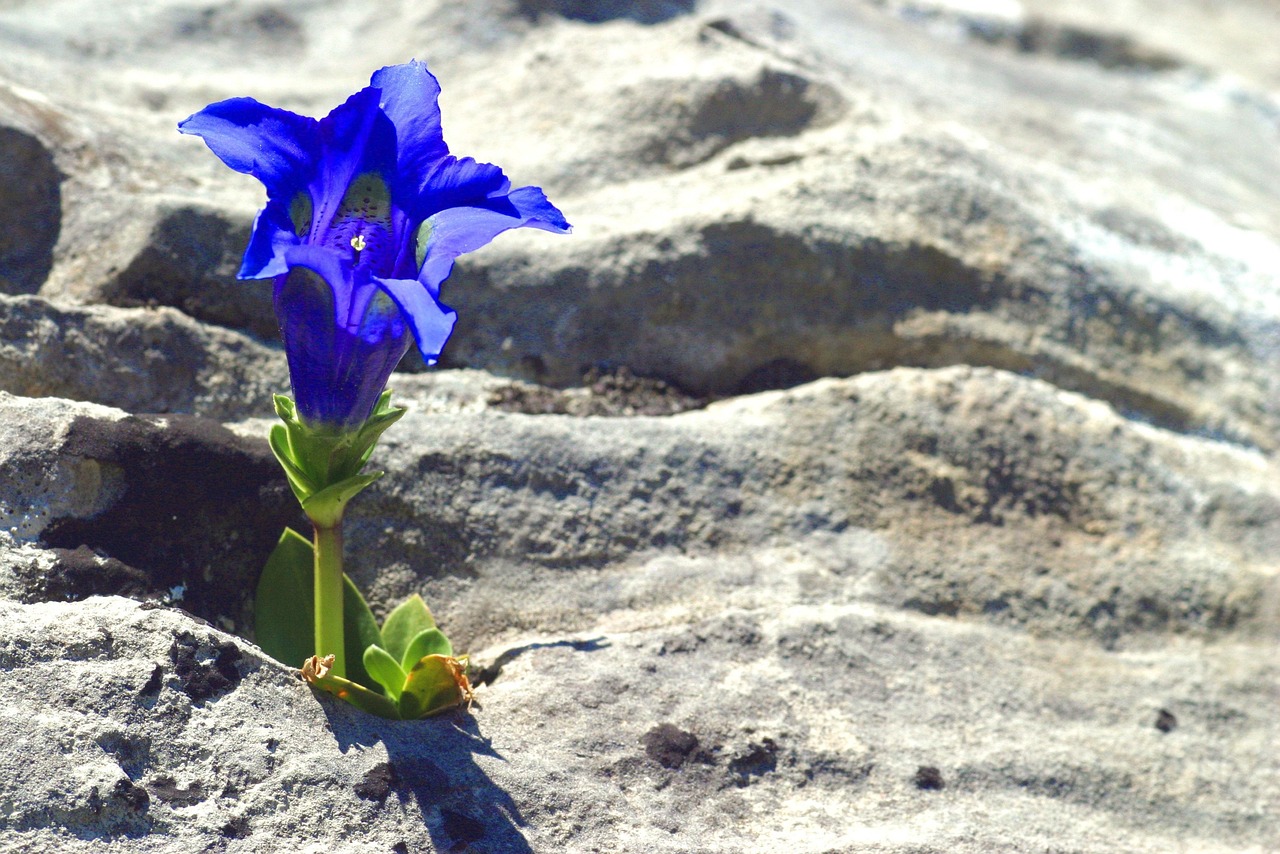 https://cdn.pixabay.com/photo/2016/02/23/06/32/gentian-1217001_1280.jpg
