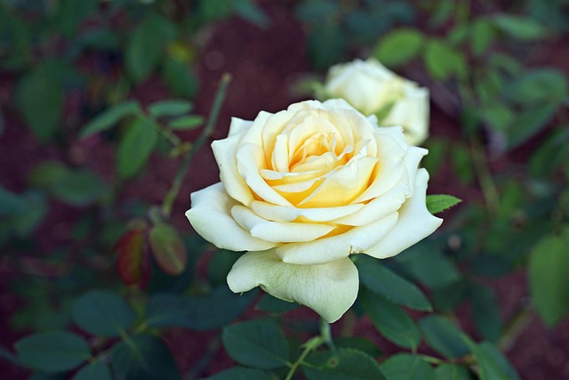 Free Yellow Rose Flower photo and picture