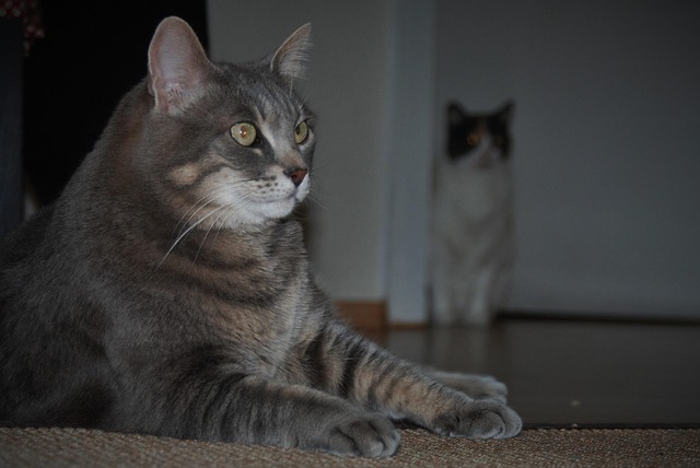 Katte, Kat, Husdyr, Huskat, Nysgerrig