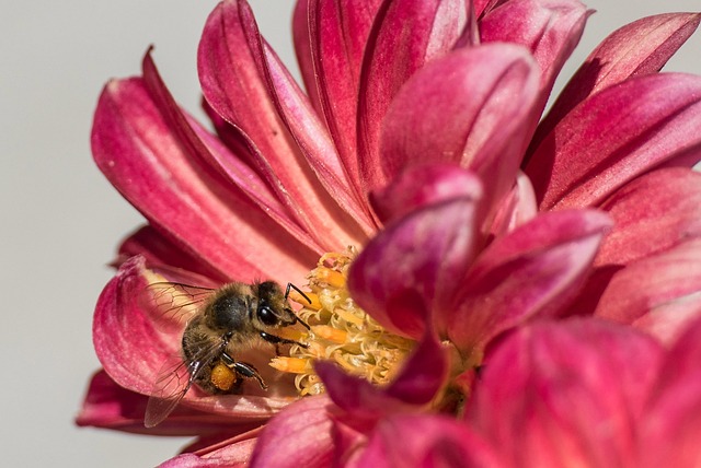 Bij, Close-Up, Honing, Verzamelaar