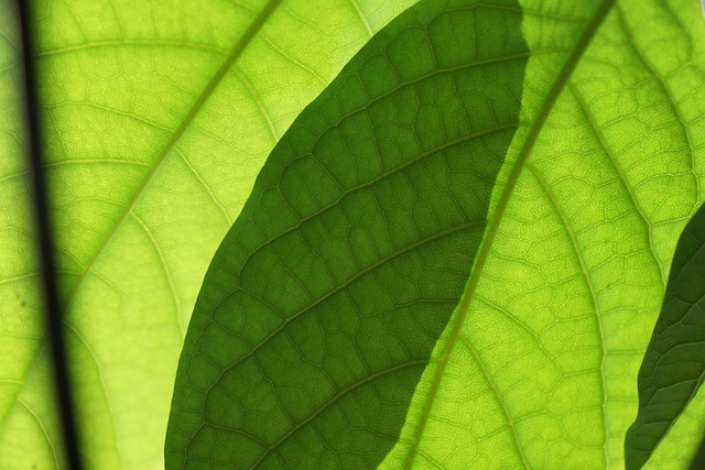 Free Leaves Green photo and picture