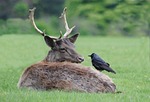 buck, crow, nest building material