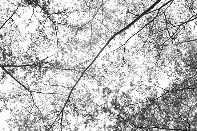 Wald, Blätter, Geäst, Baum, Schatten