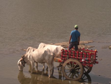 20+ Free Bullock Cart & India Images - Pixabay