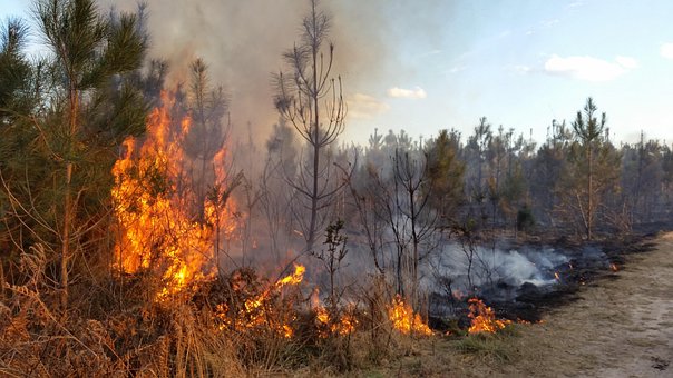 Free Forest Fire photo and picture