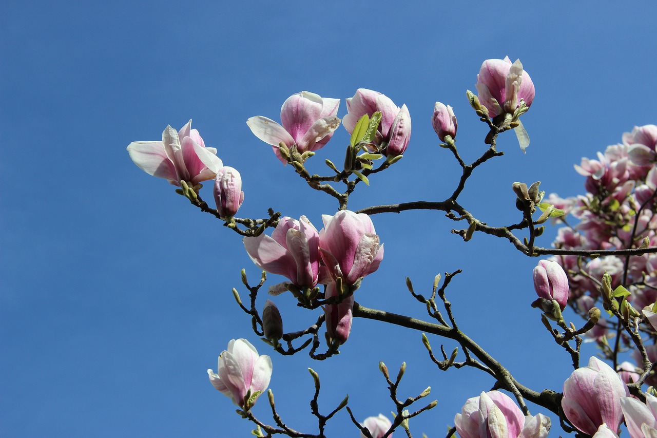 Magnolia Flower Tulip Free photo on Pixabay Pixabay