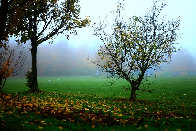 Free The Fog Autumn photo and picture