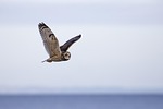 owl, short eared owl, bird