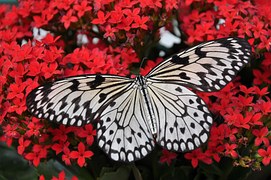 Butterfly, Insect, Wings, Nature