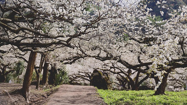 Free Plum Blossom Flower photo and picture