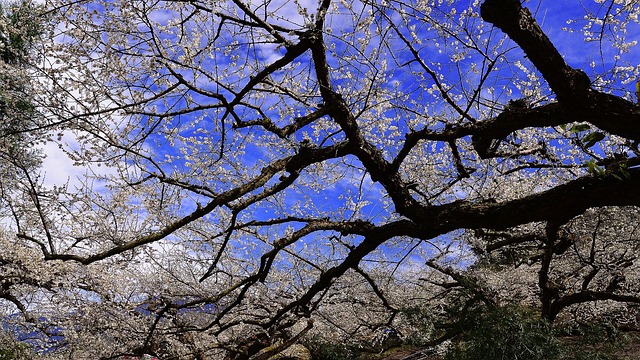 Free Plum Blossom Blue Sky photo and picture