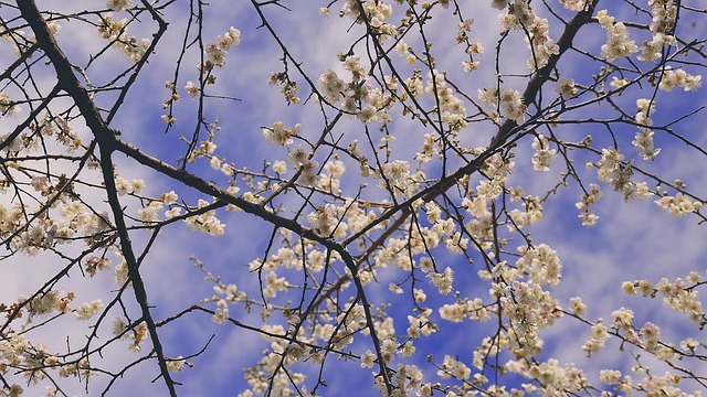 Free Plum Blossom Blue Sky photo and picture