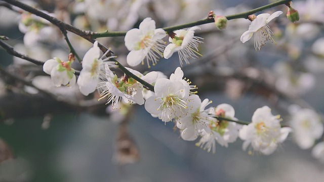 Free Plum Blossom Flower photo and picture