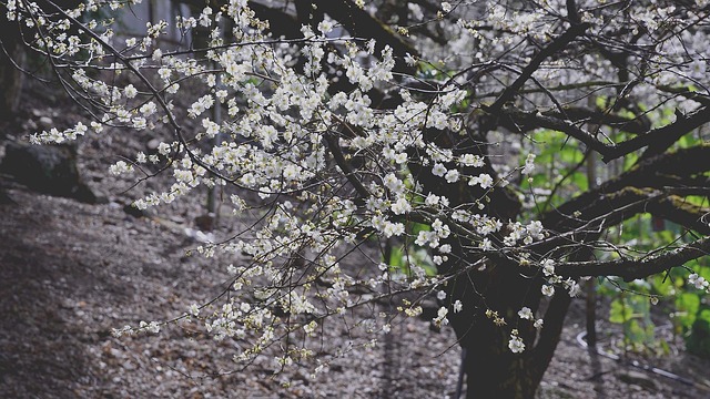 Free Plum Blossom Flower photo and picture