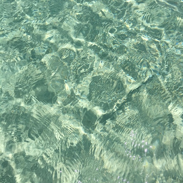 Free Beach Shell photo and picture