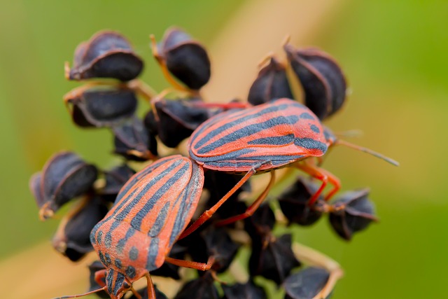 Bug Inseto Bug Inseto - Foto gratuita no Pixabay - Pixabay
