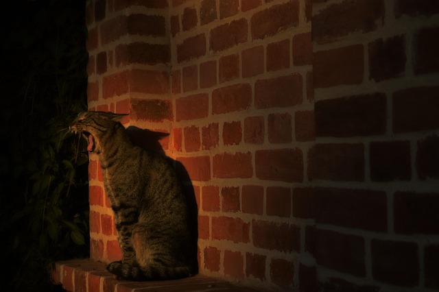 Free Cat Yawn photo and picture