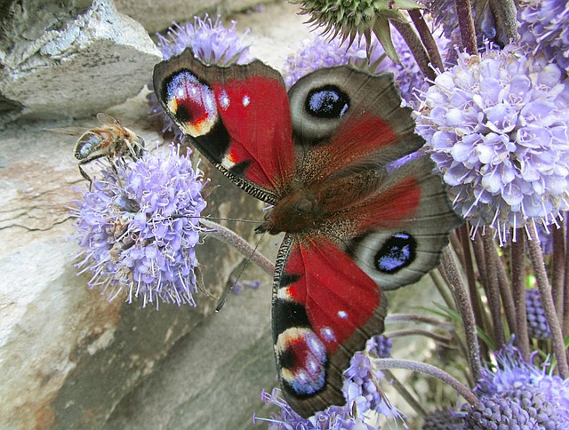 Free Nature Butterflies photo and picture