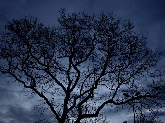 Free Tree Night photo and picture