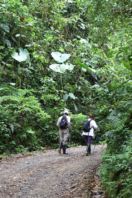 Free Hike Rainforest photo and picture