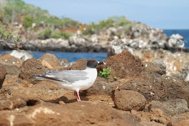 Free Fork-Tailed Gull Galapagos photo and picture