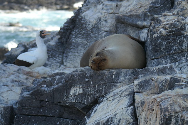 Free Sea Lion Asleep photo and picture