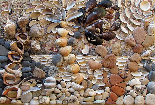 Free Picture Sea Shells photo and picture