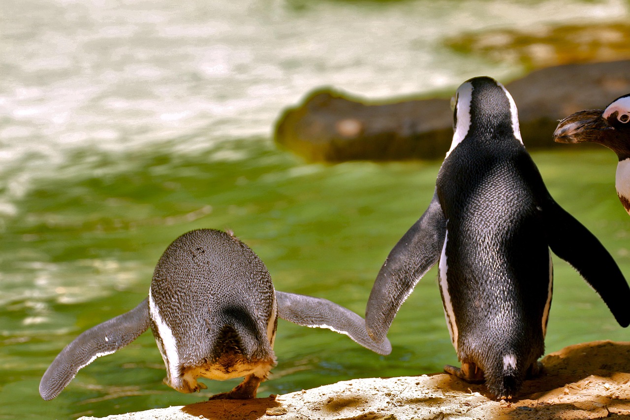 Birds Nature Penguin - Free photo on Pixabay