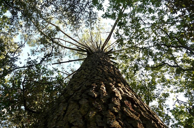 Free Pine Pinus Pinea photo and picture