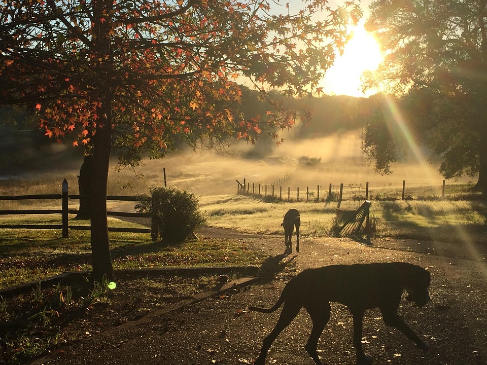 Free photo Dog, Sunrise, Morning, Fog, Mist Free Image on Pixabay