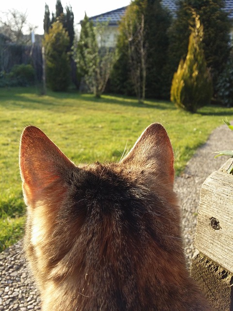 Free Cat Ears photo and picture