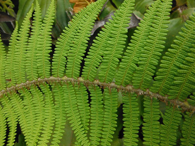 Free Green Garden photo and picture