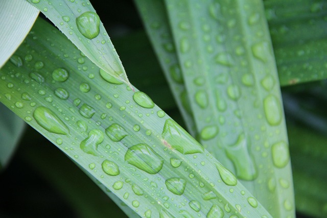 Free Leaf Rain photo and picture
