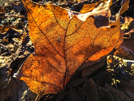 Free Leaf Fall photo and picture
