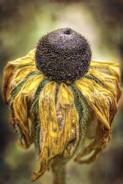 Free Flower Withered photo and picture