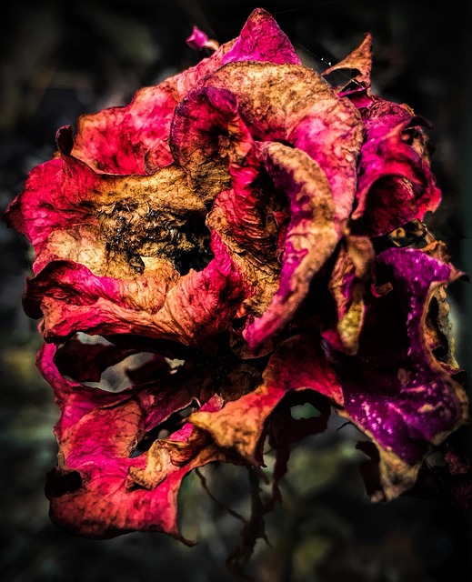 Free Flower Dead photo and picture