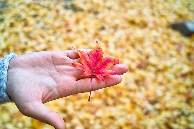 Free Autumn Leaves Autumn photo and picture