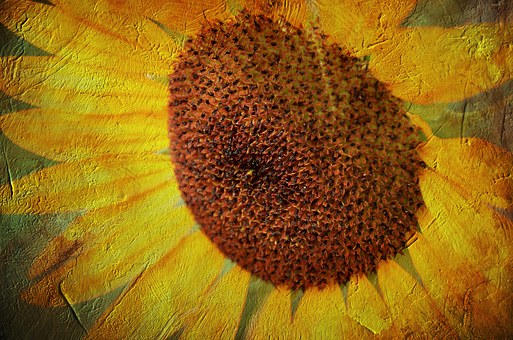 Free Sunflower Texture illustration and picture