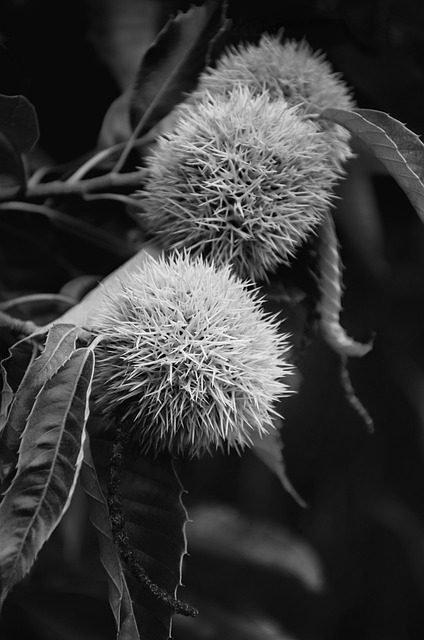 Free Tree Nature photo and picture