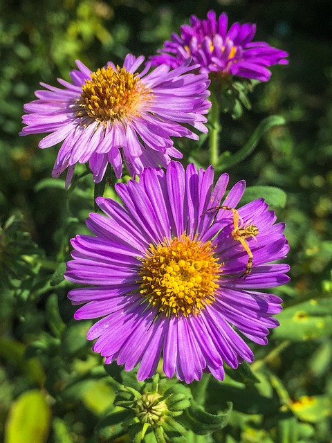 Free Aster Flower photo and picture