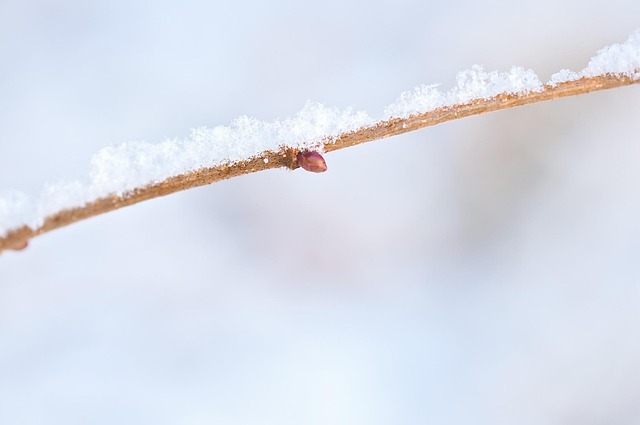Branch Covered In Snow Ice - Free photo on Pixabay