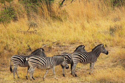 zebras-1221522__340.jpg