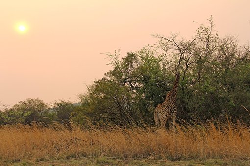 giraffe-1221525__340.jpg
