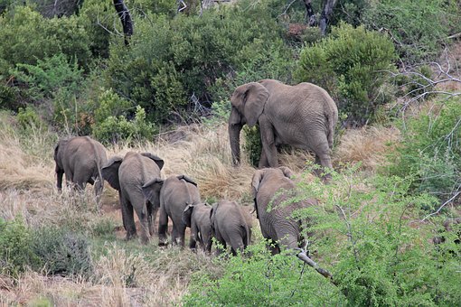 elephants-1221535__340.jpg