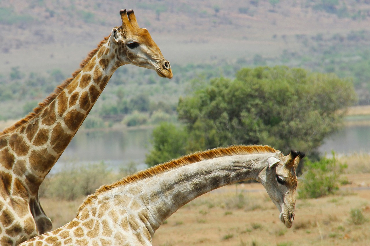 Giraffe Rides Jpeg File Giraffes Exciting Adventure - Free photo on Pixabay - Pixabay